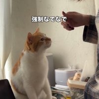 猫の目の前で手を止める飼い主