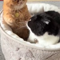 不穏な空気の2匹の猫
