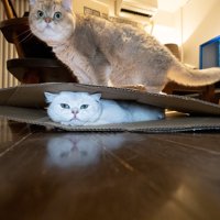 猫を踏んでいる猫