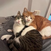 キジ白猫に抱きつく茶白猫
