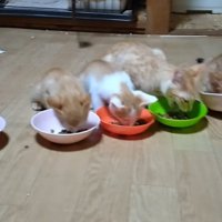 がっつく猫