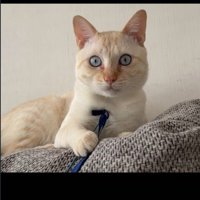 猫じゃらしで遊ぶ猫