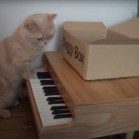 ピアノに手を突く猫