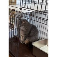 ケージの中にいる猫