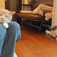女性の膝の上でくつろぐ猫
