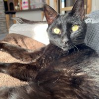 顔を上げてカメラ目線の猫