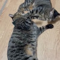 横たわる猫の顔を踏むようにする猫