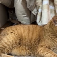 成猫のしっぽにじゃれる子猫