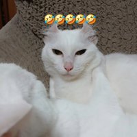 何とも言えない表情の猫