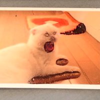 間違えた写真