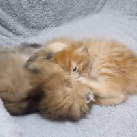プロレスをする子猫