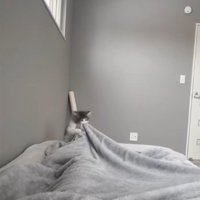 人に噛みついている子猫