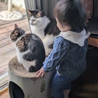 2匹のキジ白猫と子どもの後姿