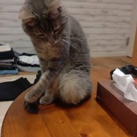 蓋を見つめる猫