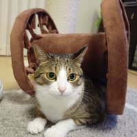 キジ白猫の『ちょこ先輩』と“後輩”のぬいぐるみ