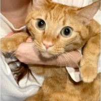 抱かれている猫