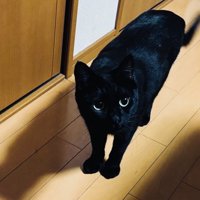 廊下に立つ黒猫