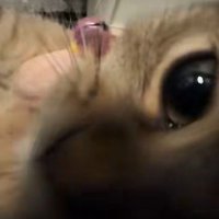 近づいてくる子猫
