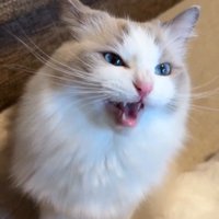 大きな口で鳴く猫