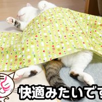 仰向けな猫（快適みたいです）