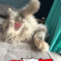 威嚇する猫