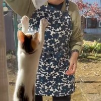 まどふきをするおばあさんとタオルを追いかけるミケ猫