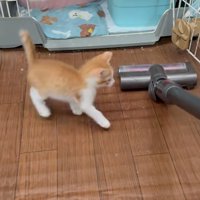 掃除機を見ている子猫