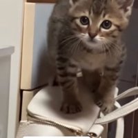 バッグの上にのぼる子猫