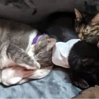 眠る猫