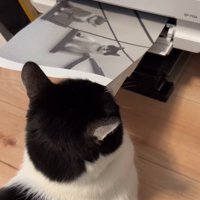 プリンター前に座る猫9