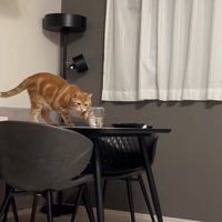 コップを落とそうとしている猫