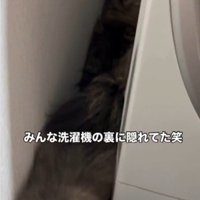 洗濯機の裏に隠れている猫