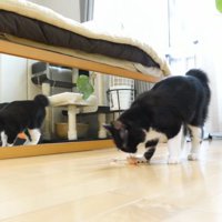 ネズミで遊ぶチコちゃん1