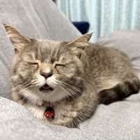 寝ている猫