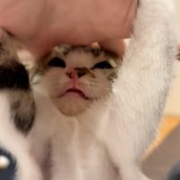 強い力で手を掴む子猫