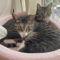 猫ベッドに入る2匹の猫