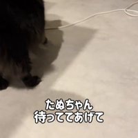 黒猫の後ろ姿