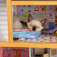 ドールハウスの中で眠る子猫