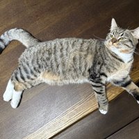 目を細めて横になる猫
