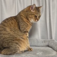怒ったような表情