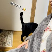 人の後ろに隠れている猫