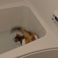 水音を立てて水の中に落ちる猫