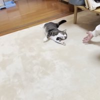 前足を伸ばした姿