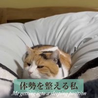 体勢を整える主さん