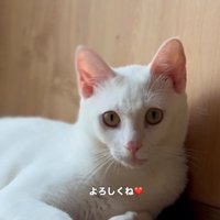 白い猫