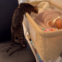 ベビーベッドに上半身だけ入る猫