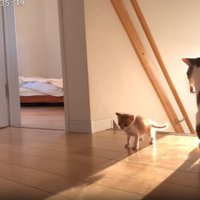 階段から離れる子猫