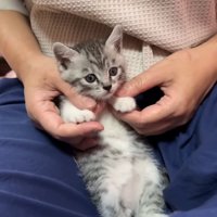 前足を持たれる子猫