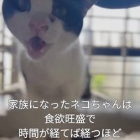 ケージの中で鳴く猫
