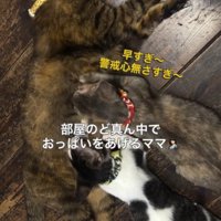 子猫たちに乳を飲ませる母猫